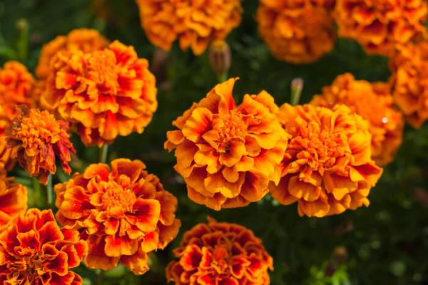 Оранжевые Цветы Фото И Названия