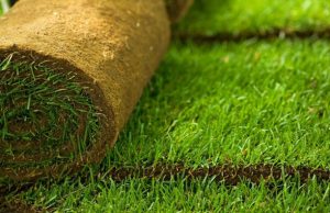 рулонный газон