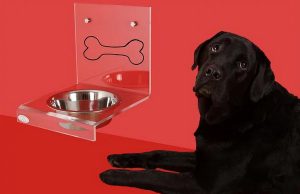 собака в доме