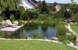 пруд на участке